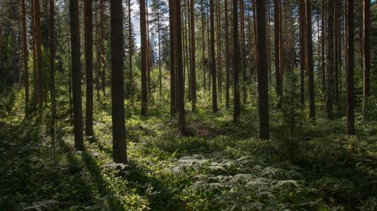 Le Maroc crée une Agence nationale des eaux et forêts