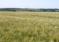 Augmentation Régulière De L'agriculture Biologique Dans L'ue Durant La Dernière Décennie