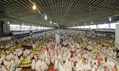 Préparatifs de la Journée des viandes de volailles