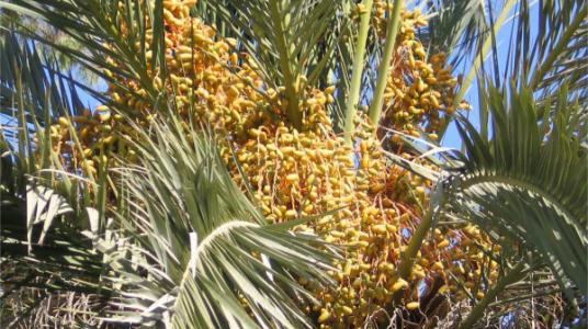 Une fédération pour les dattes