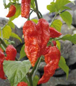 L`armée indienne sort une arme au piment fort