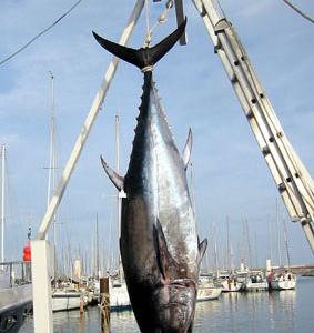 Sus aux pêcheurs de thon rouge dans l`UE