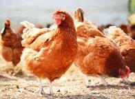L'industrie de la volaille s'inquiète de la grippe aviaire et de la hausse des coûts