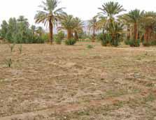 Stratégie pour l`agriculture maghrébine 2010/2020