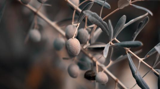 Le Maroc  dans le top 15 mondial des pays producteurs d’oliveraies biologiques