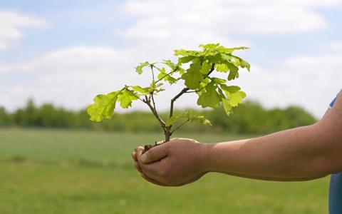 Campagne céréalière : retard et espoir