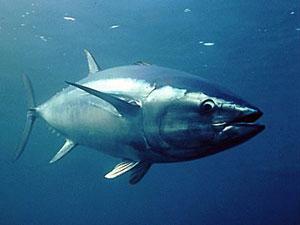 La France veut que le thon rouge soit protégé