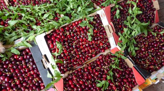 FESTIVAL DES CERISES DE SEFROU