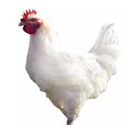 Les viandes de volaillesà l`honneur