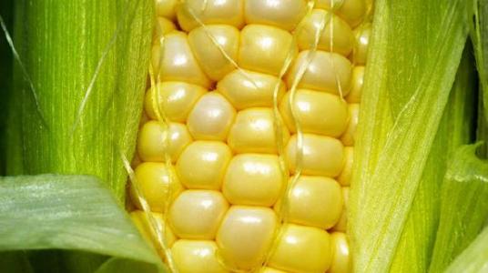 Décret interdisant la culture en Italie