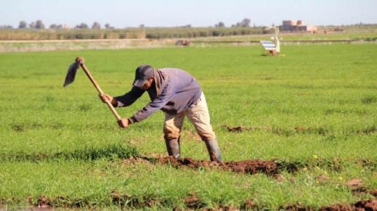 Hausse de 66% du revenu des agriculteurs marocains en 10 ans