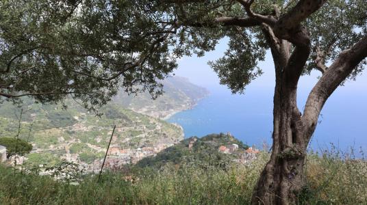 Agrilevante : une plateforme pour l'agriculture méditerranéenne