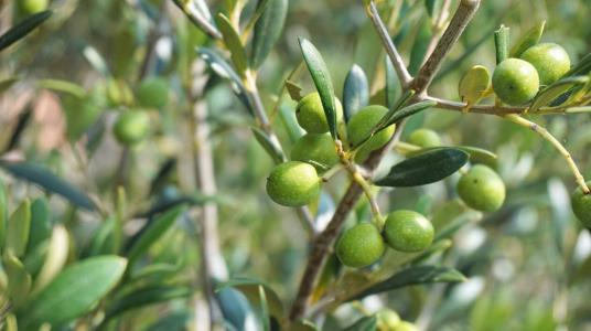 CMA CGM plantera 3000 oliviers au Maroc