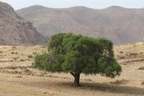 Province d’Essaouira : Visite de projets de développement agricole et rural et de projets d’aménagement hydro-agricole 