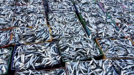 Pêche : les débarquements de sardines bondissent de 66% à fin août 2026