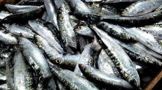 Sardine : les ports du Sud portent la hausse des débarquements au Maroc