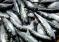 Sardine : Les Ports Du Sud Portent La Hausse Des Débarquements Au Maroc