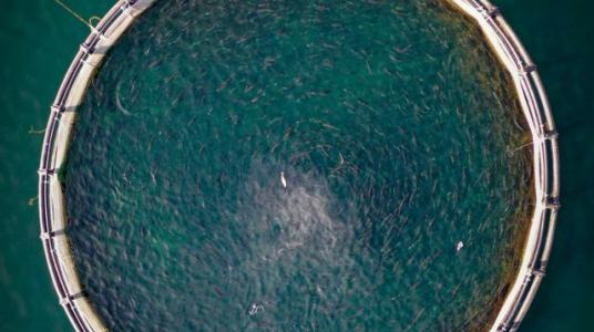 L'aquaculture nourrit désormais une plus grande partie de la population mondiale que les océans