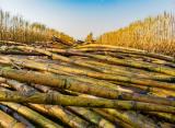 Campagne Agricole 2026/2027 : Le Groupe Cosumar Lance Les Semis Sur Un Programme De 63 000 Hectares De Plantes Sucrières