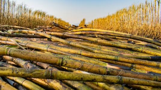 Campagne agricole 2026/2027 : Le Groupe COSUMAR lance les semis sur un programme de 63 000 hectares de plantes sucrières