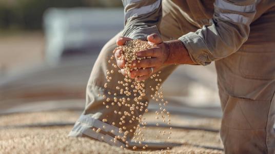 Production prévisionnelle des céréales  au titre de la campagne agricole 2024-25