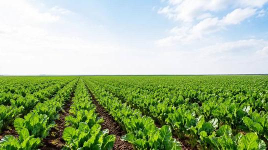 Amélioration de la productivité de la filière sucrière et soutien aux producteurs au cœur des priorités de la Fédération