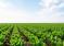 Amélioration De La Productivité De La Filière Sucrière Et Soutien Aux Producteurs Au Cœur Des Priorités De La Fédération