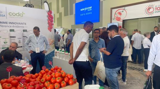 Morocco Tomato Conference : la filière tomate face aux enjeux de durabilité et de compétitivité